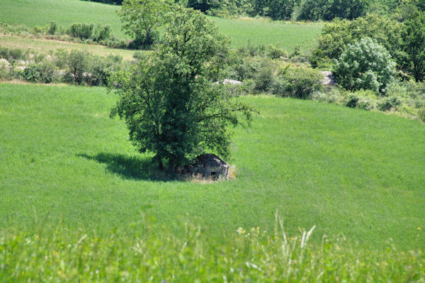 Une cazelle  Cantagrel