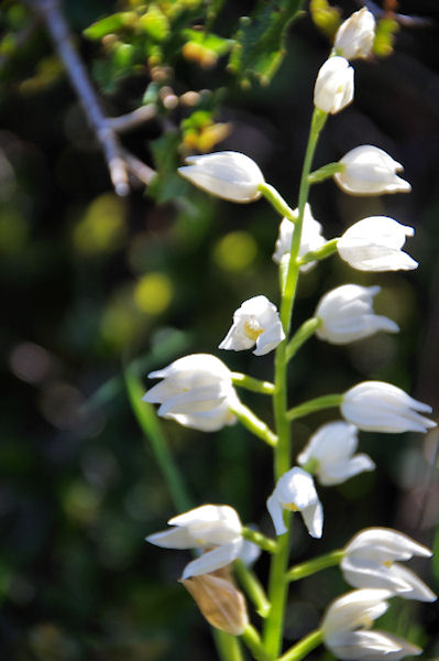 Orchide blanche