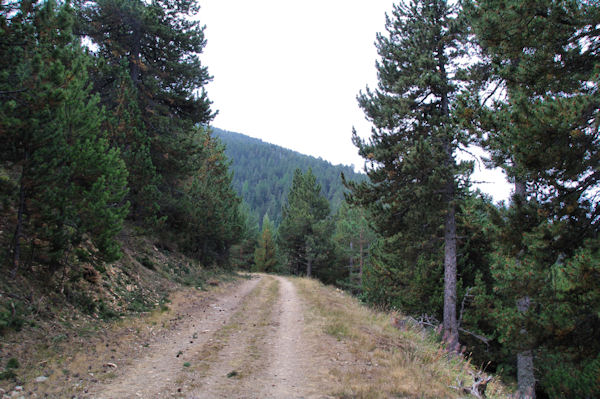 La piste forestire au Sarrat de Font Freda