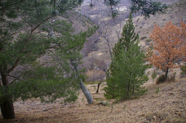 Le vallon du ruisseau de Brangoli