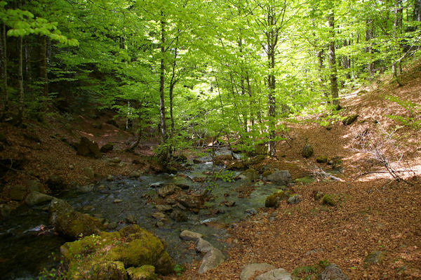 Le gu sur le ruisseau descendant de l_tang de Guzet