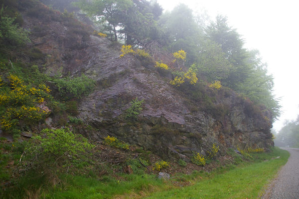 La route borde de jeunets sous le Pic de Jouels