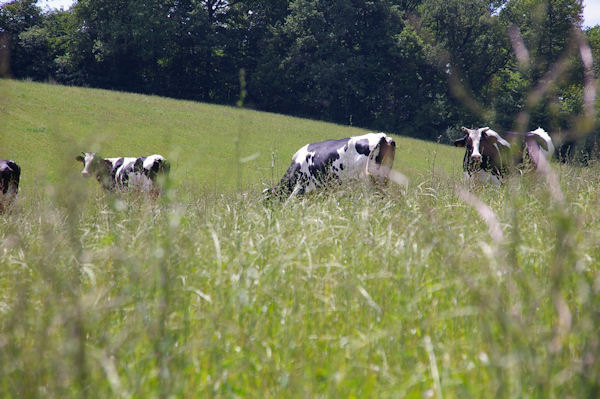 Des vaches  Cantin