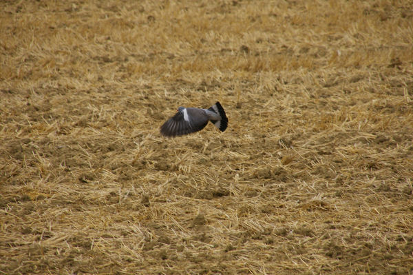 Le vol du pigeon