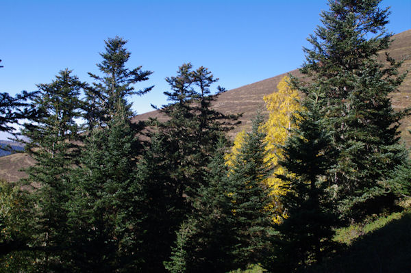 Couleurs d_automne dans la Sapinire de Berne