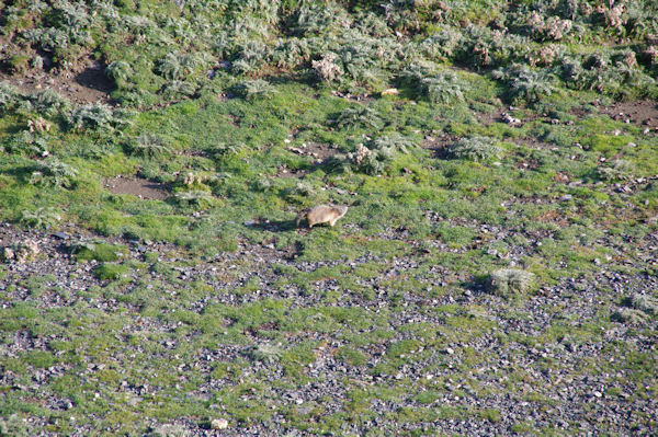 Une marmotte qui dtale sous le Pic de la Pahule