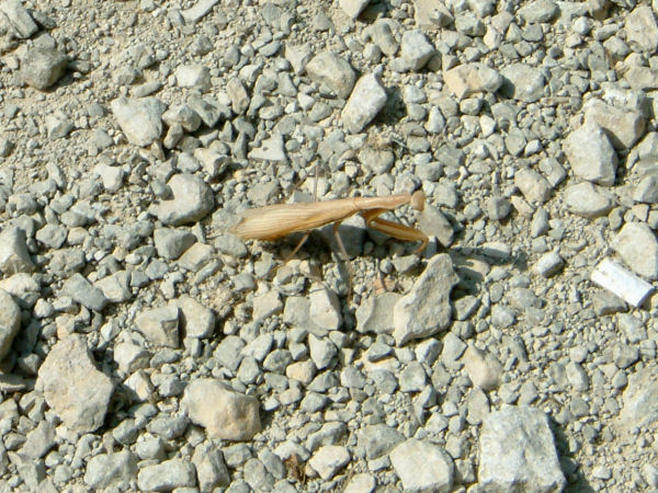 Une habitante de la valle de l'Alzou