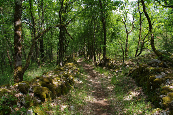 Le chemin dans la fort au Pech de Rcobert