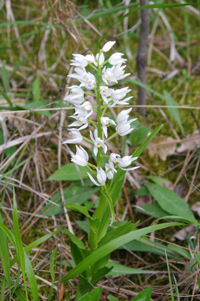 Une belle orchide blanche vers Roquebert