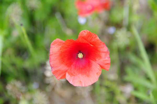 Coquelicot vers Niaudon