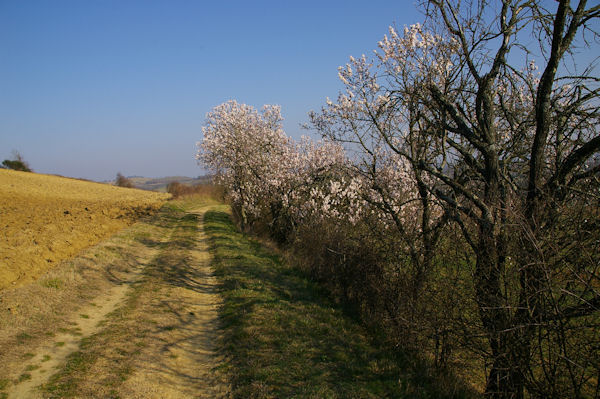 Le joli chemin sous Ptarri