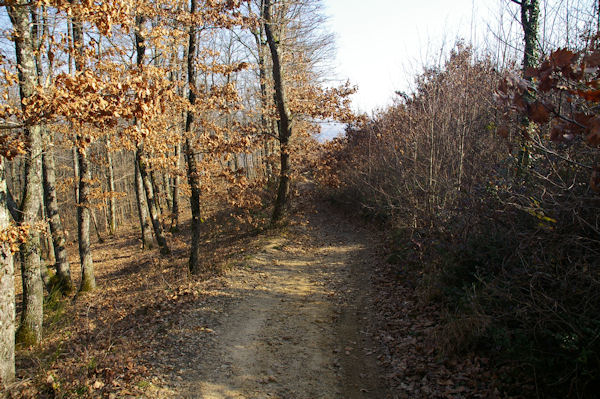 Le chemin vers Ptarri